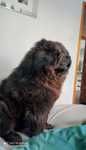 Chow chow niebieski pies reproduktor