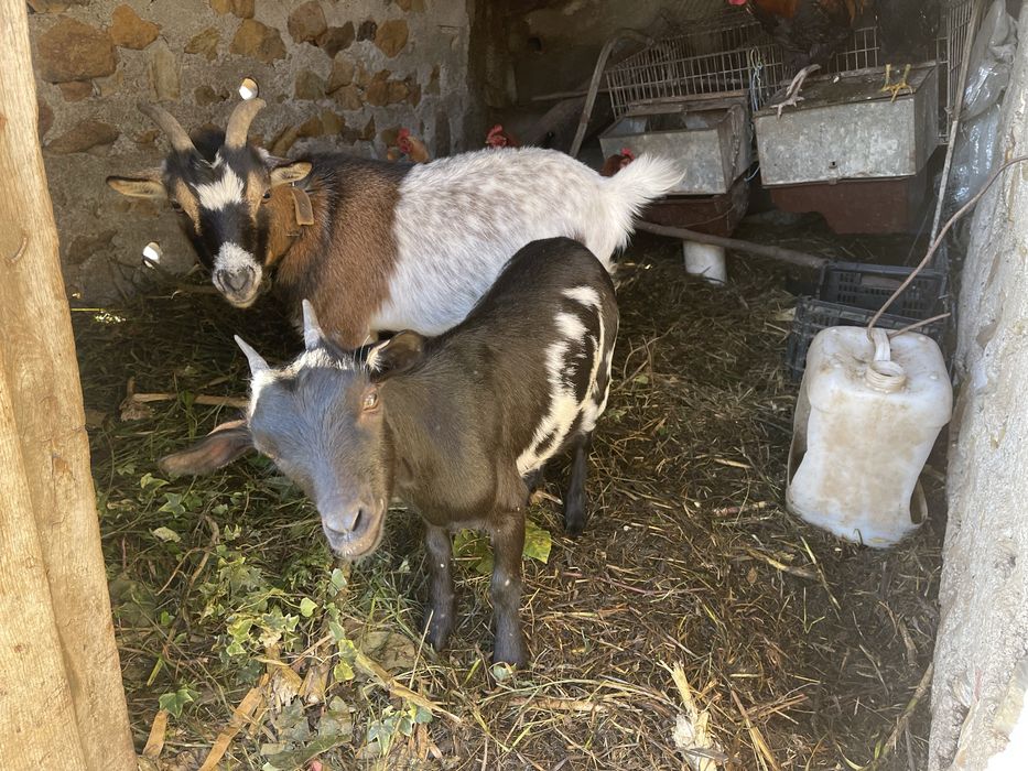 Vendo cabras de quinta