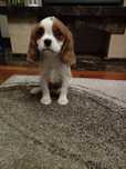 Cavalier King Charles Spaniel suczka
