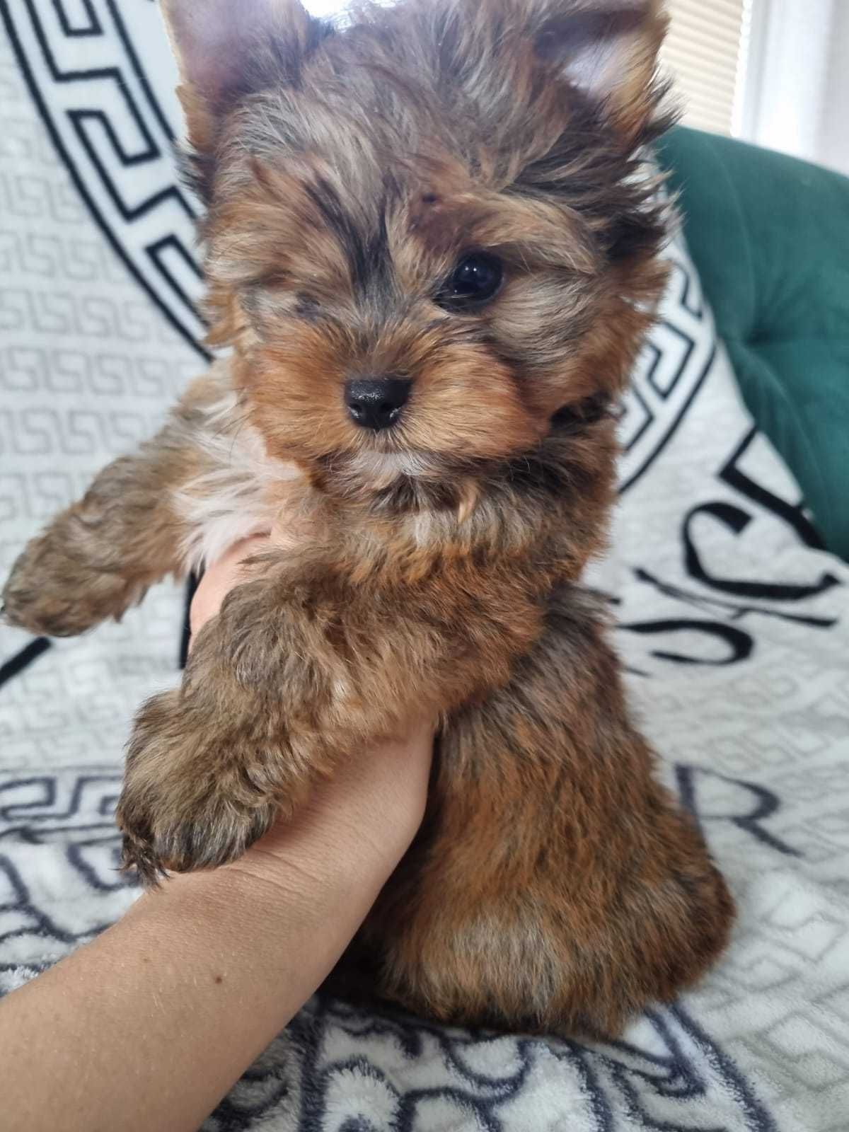 Yorkshire Terrier Ocean Pearl Do Odbioru