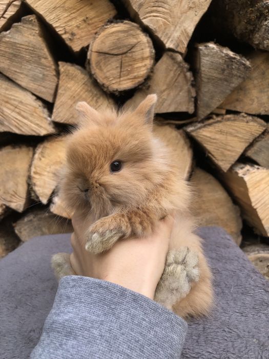 Królik miniaturka karzelek Teddy długowłosy