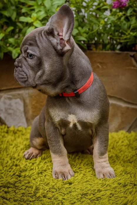Французький бульдог.Есть выбор.Щенки.Доставка