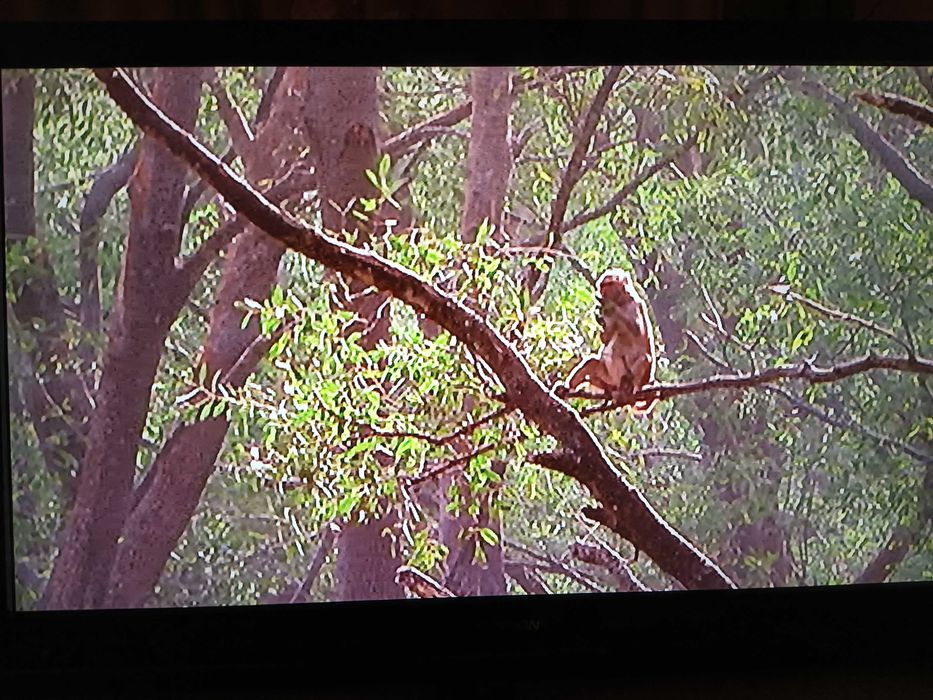 Telewizor Thomson 32HT4253  32" LCD  z uchwytem do powieszenia