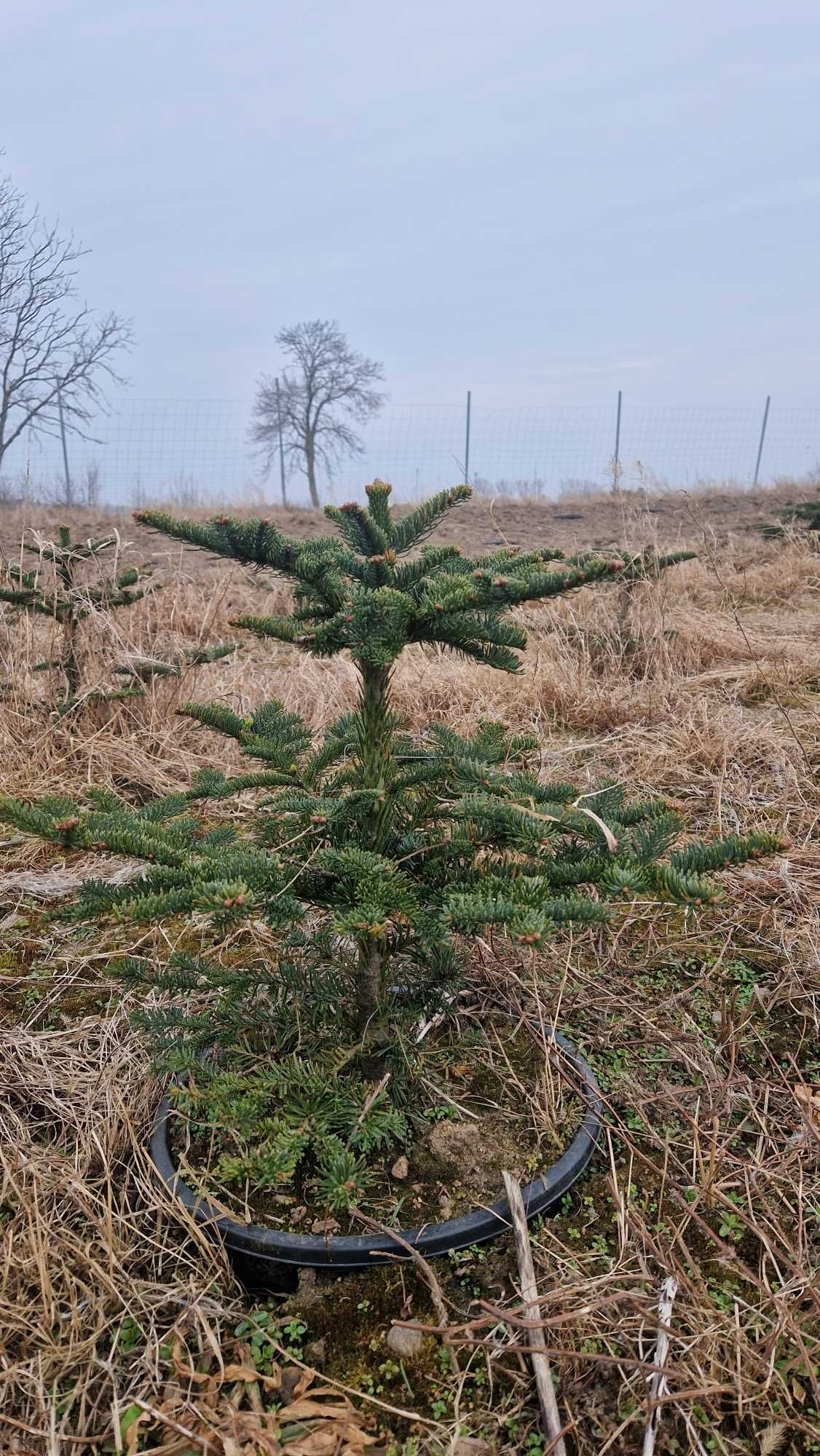 Jodła Szlachetna (Abies Procera Nobilis) w donicy, wysokość 40 cm