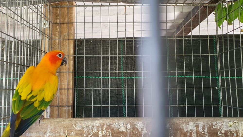 Aratingas sol adulta