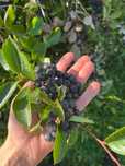 Owoce Aronii, Aronia