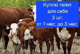 Телята  для себя, от 1 мес.  до 3 мес.