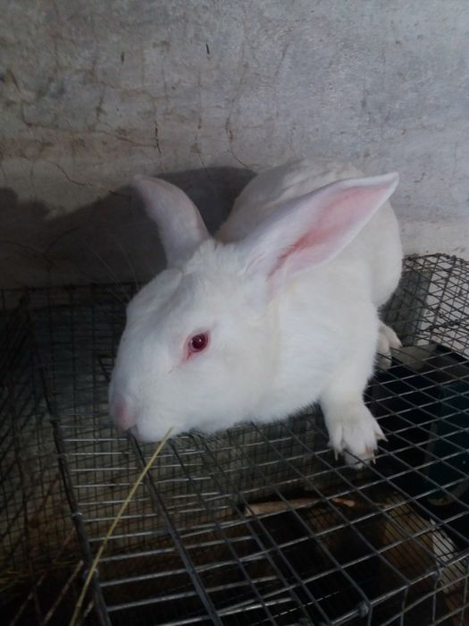 Продам Кролі "Хіплус" на плем'я.