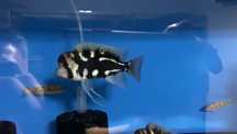 Cyphotilapia frontosa night star tanganika