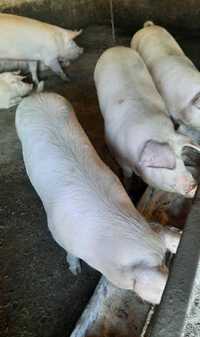 Продам свині м'ясні