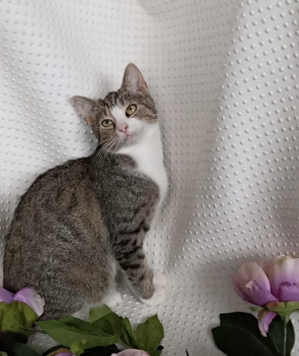 Uroczy Kocurek Tobi szuka domku