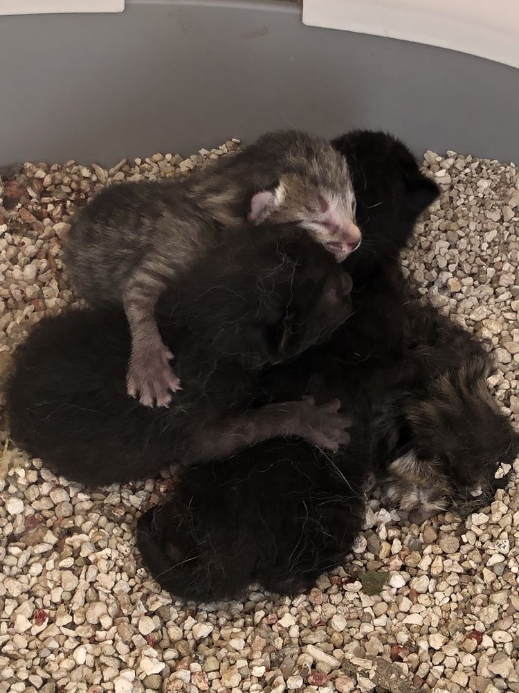 Gatinhos para adoção
