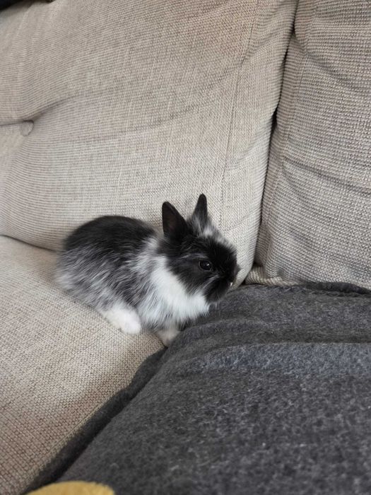 Królik miniaturka | małe króliczki | króliki miniaturki | karzełki