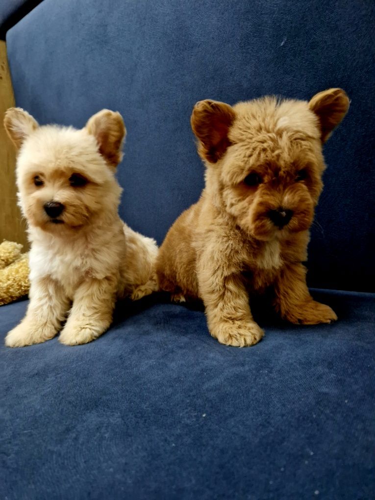 Pudel toy Westiepoo West highland white terrier szczeniaczki