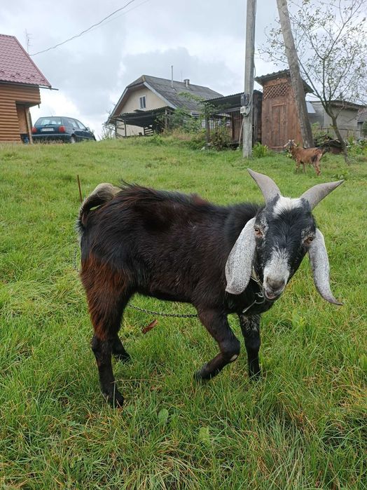 Козлик породи Англо Нубієць вік 11 місяців