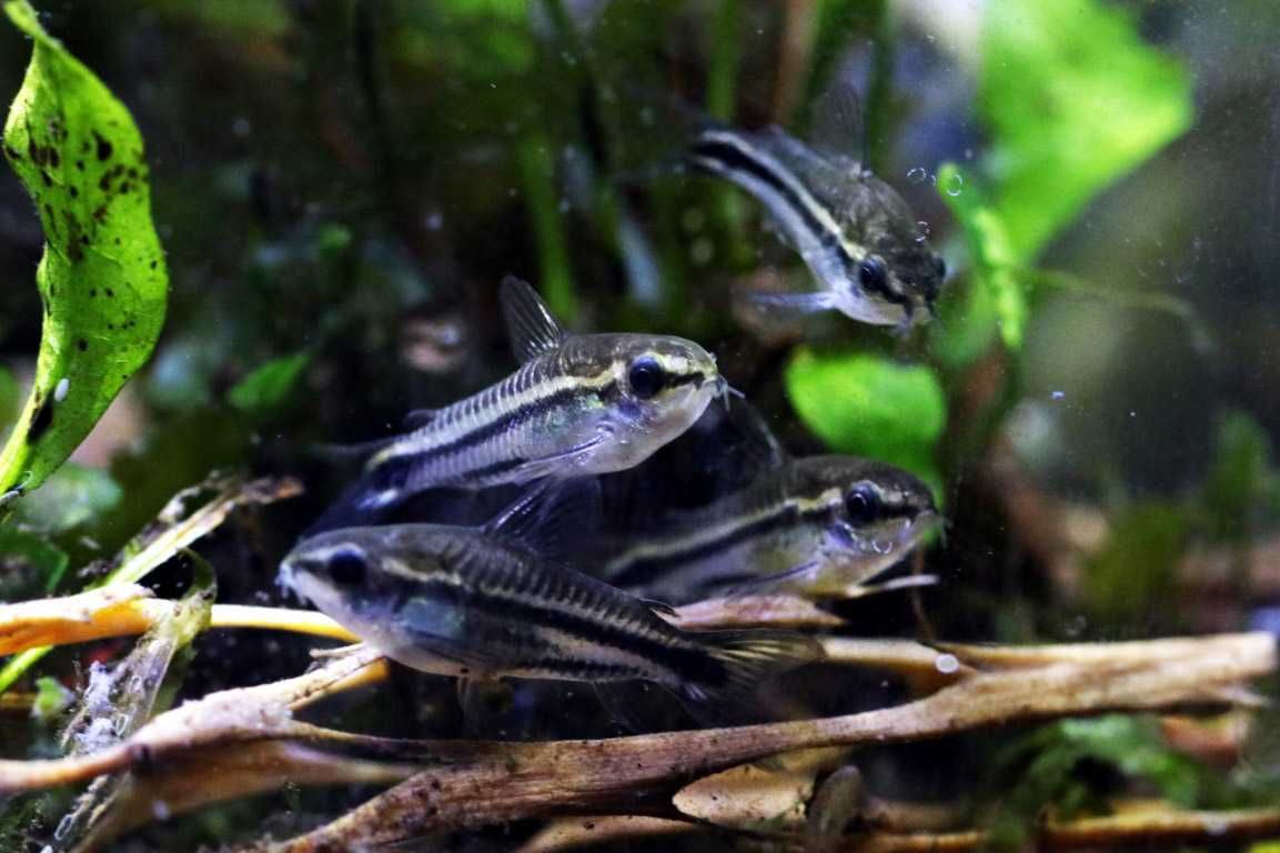 Kirysek pigmej - Kirys karłowaty - Corydoras pygmaeus - dowóz, wysyłka