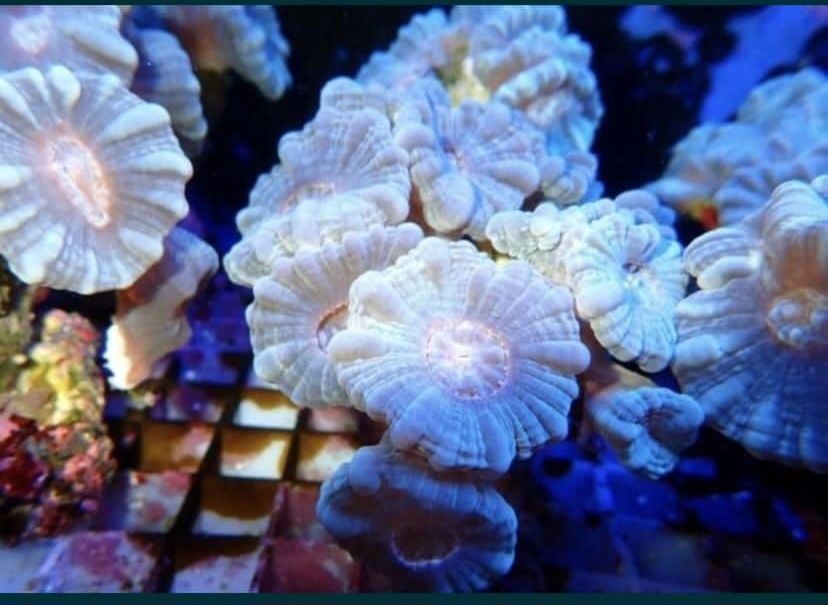 Caluastera fluo miętowa