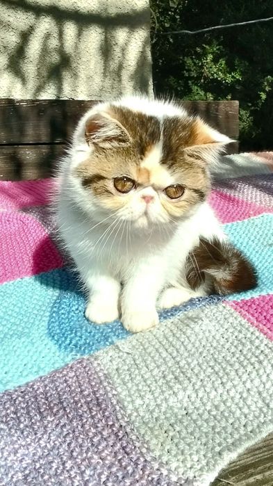 Екзотична короткошерста