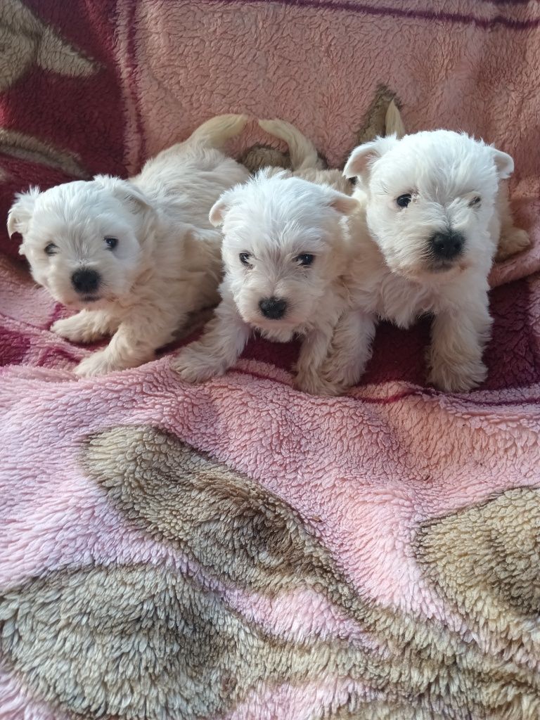 West highland white terrier