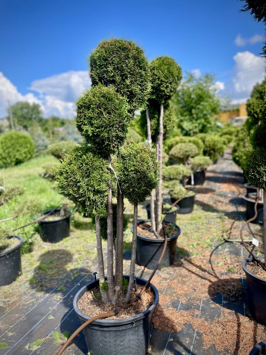 Bonsai Rosliny Formowane