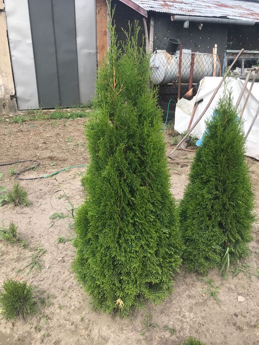 tuja szmaragd ok 100/150 cm, gęste, hurt, detal