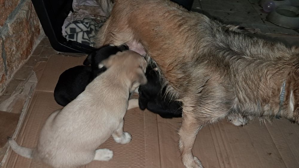 Cachorro para adoção