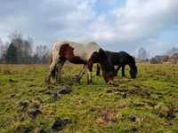 Irish cob 2 kłaczki dwulatki