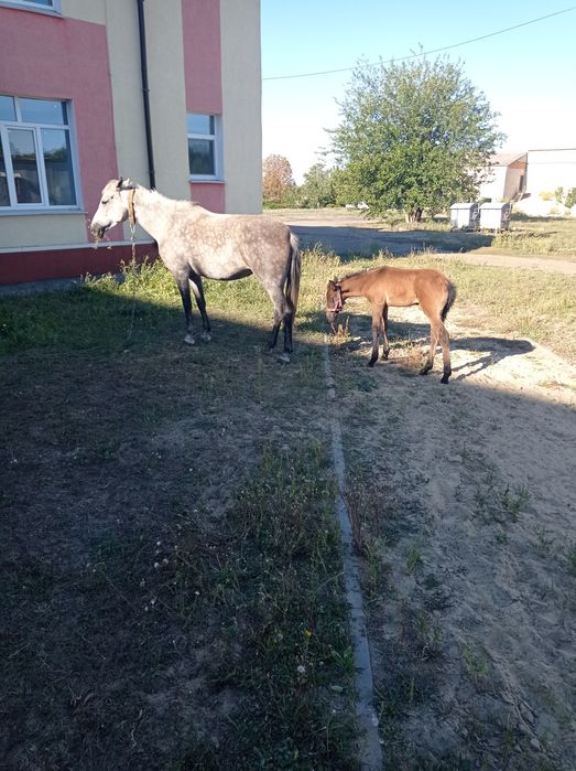 Продам кобылу с жеребенком