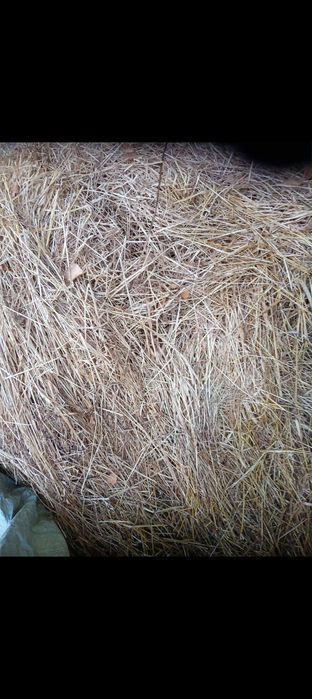 Oddam bale siana suchego