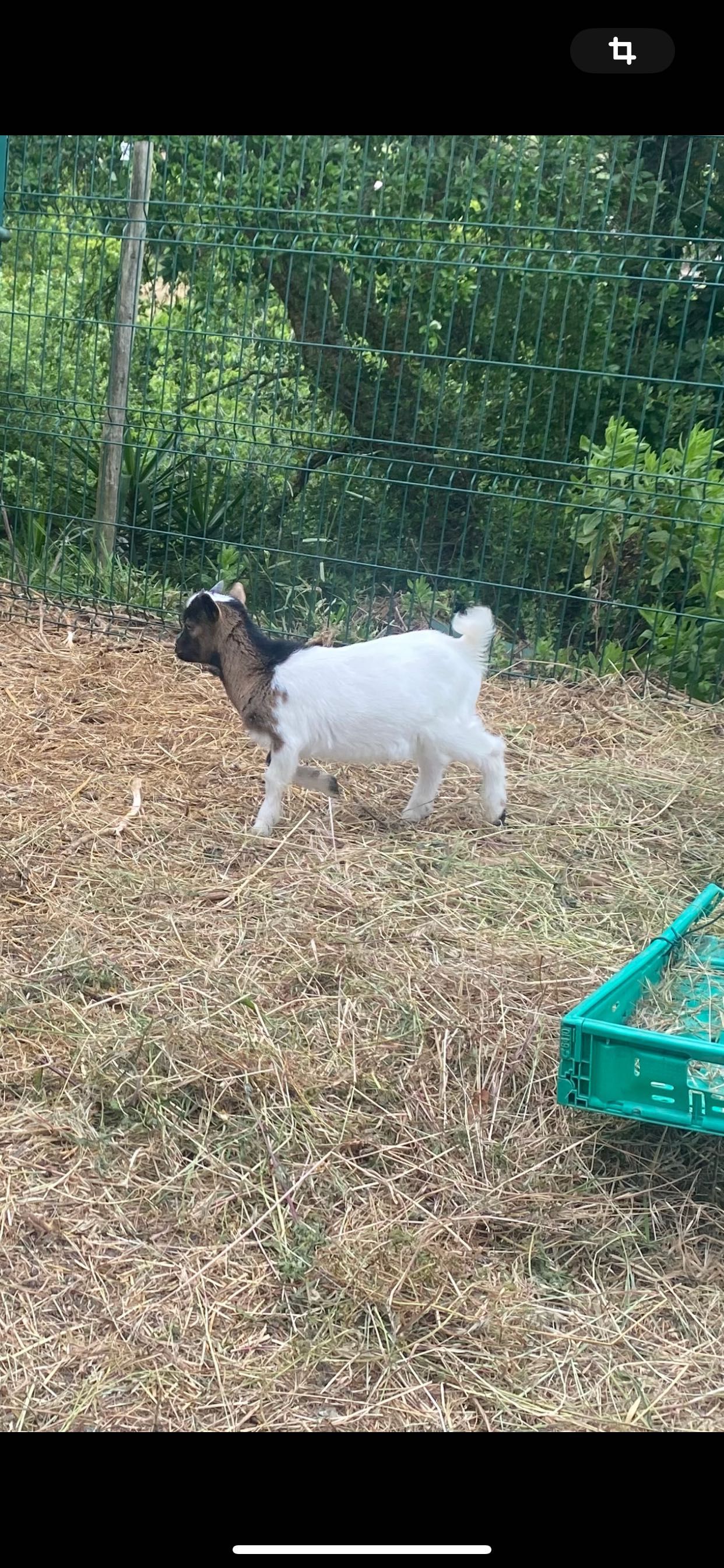 cabras anãs com 5 meses