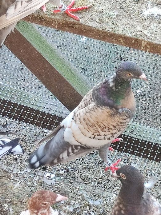 Gołębie pocztowe opal Fril