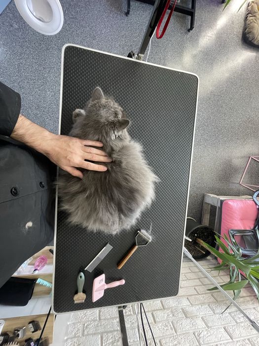 Експрес линька | Грумінг | Лівий берен