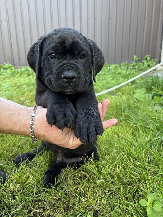 Кане корсо песики