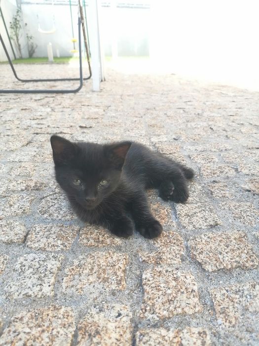Gatinha pretinha para dar