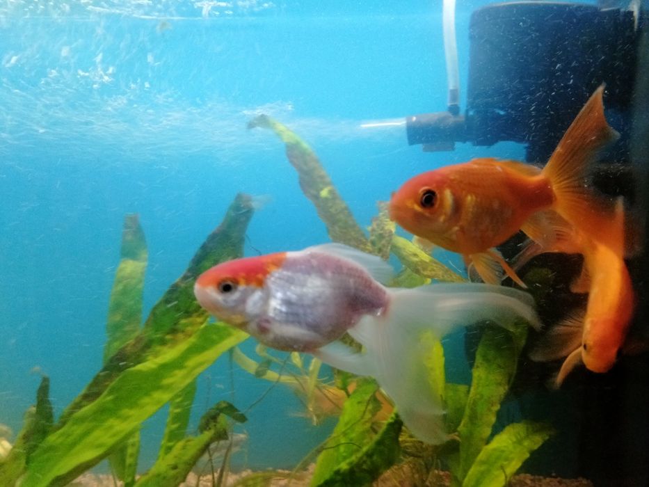 Продам Золоту рибу