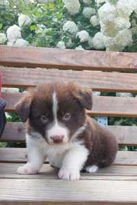 Border Collie  piesek czekoladowy