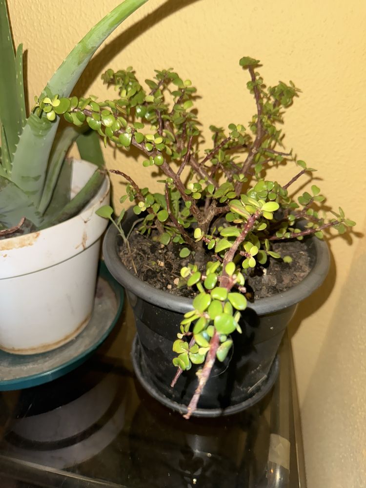 Mesinha de vidro com plantas