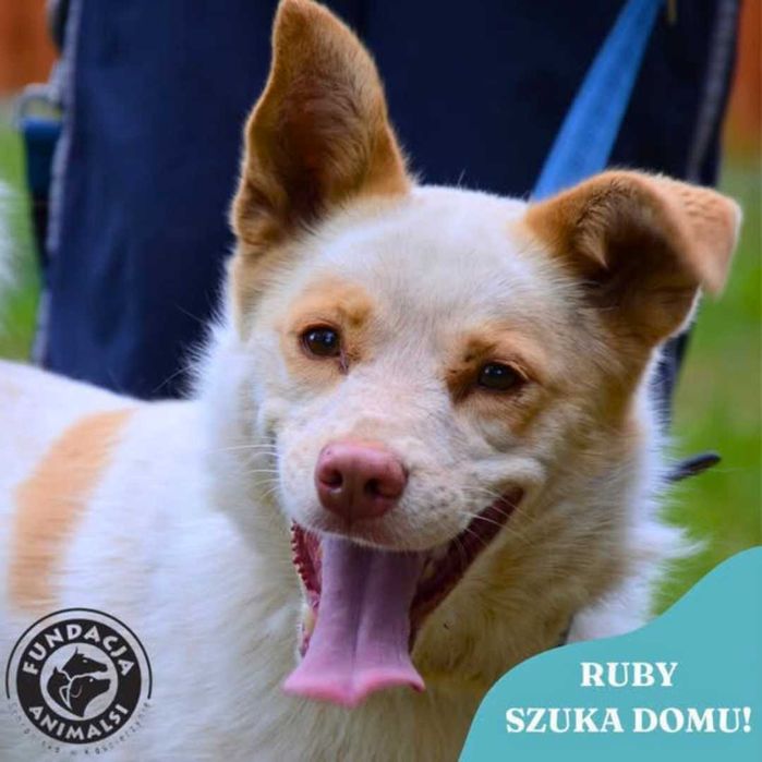 Sunia do adopcji Ruby