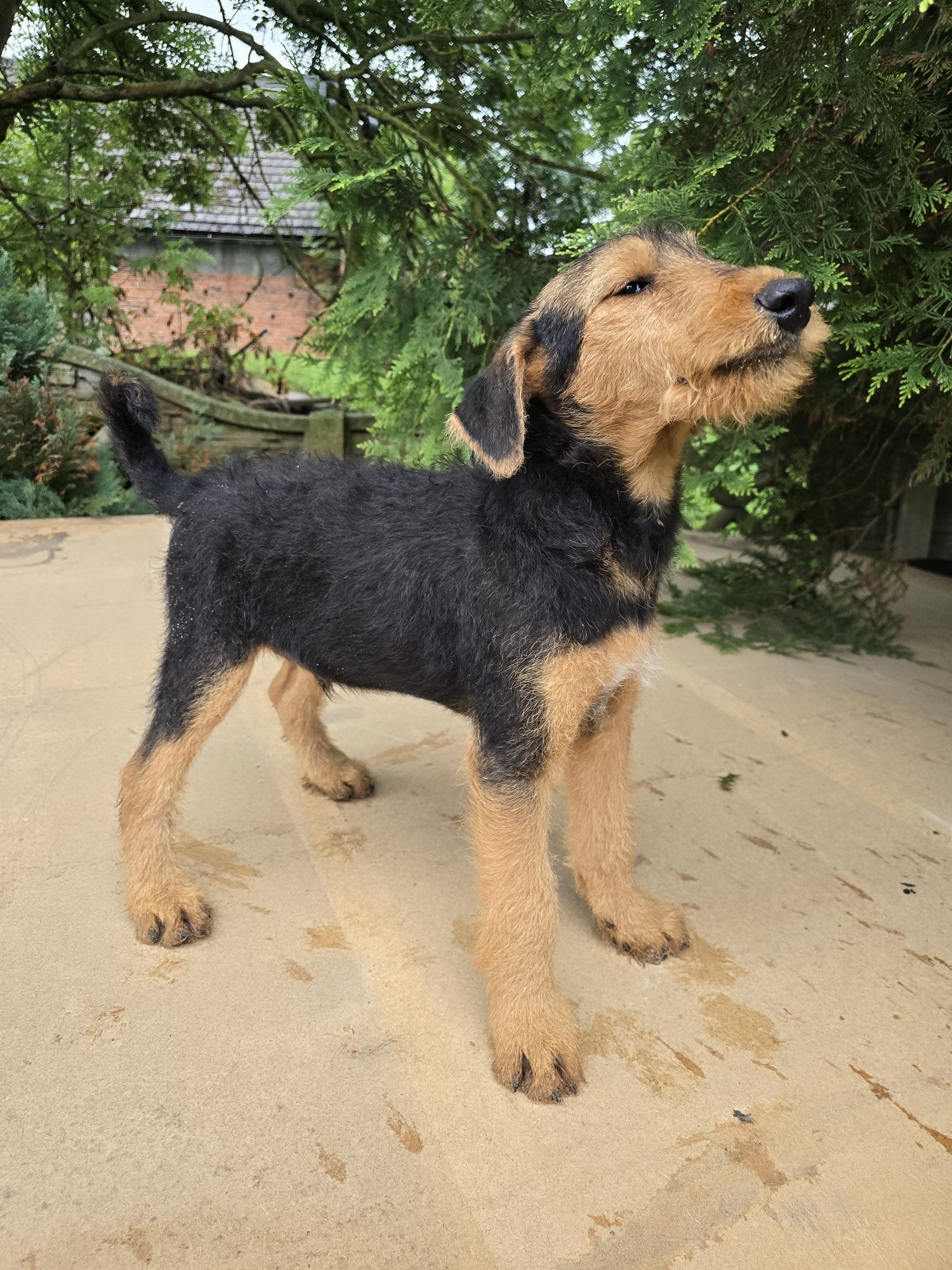 Airedale terrier szczeniak