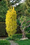Ulmus ×hollandica 'Wredei' wiąz holenderski 'Wredei'