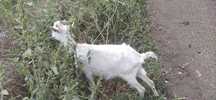 Cabras para trocar de pasto
