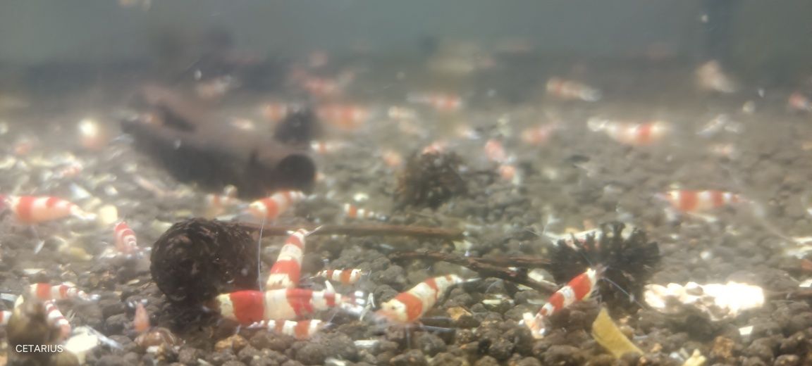 Krewetka Crystal Red Xl dorosłe. Cetarius