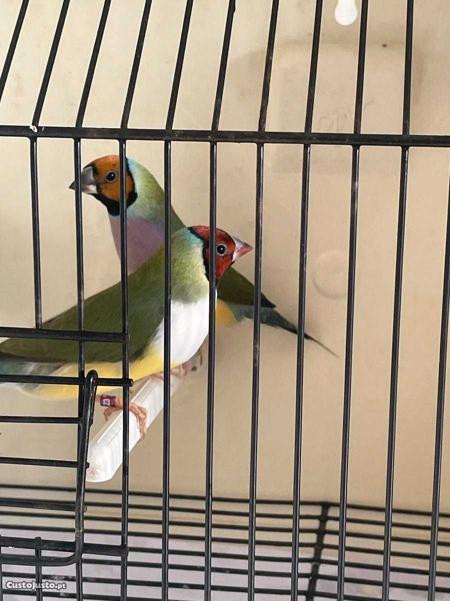 Diamante Gould  - Femeas