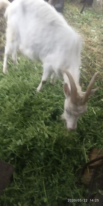 Продам козу. Коз. Козлят. Козла