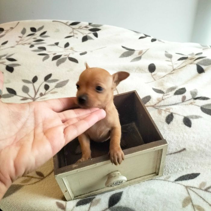 Pisncher fêmea mini