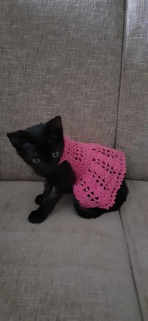 Roupa em tricot para gatos e cães