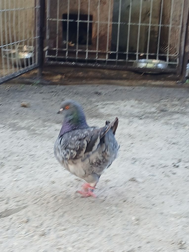Kingi Kingi gołębie