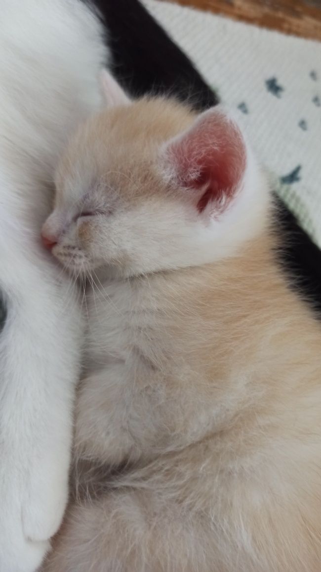 Віддамо кошенят 1міс