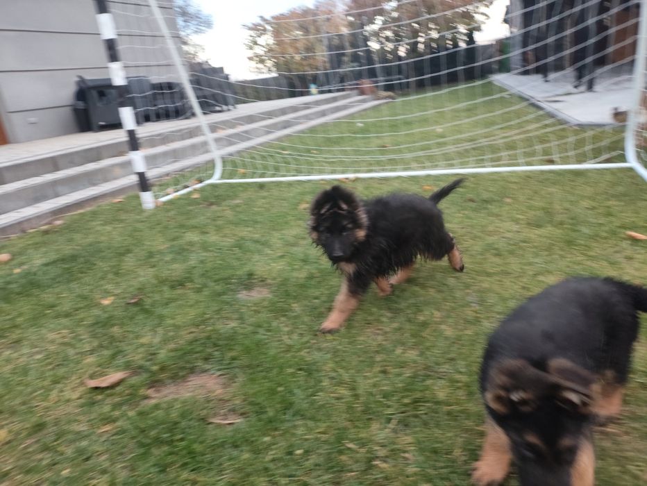 Owczarek niemiecki zkwp