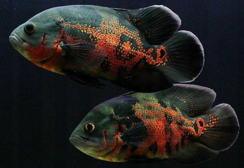 GB Pielęgnica Pawiooka (Astronotus Ocellatus)